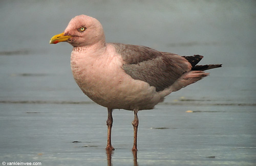 European Herring Gull, adult