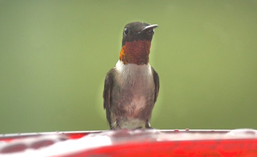 Ruby-throated humming bird (4)