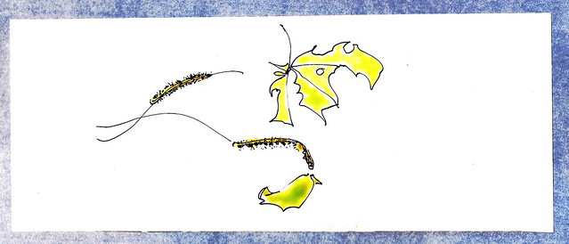 Pieris brassicae, caterpillar