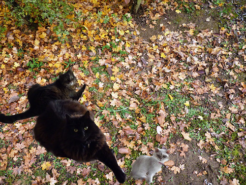Cats in the Leaves