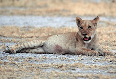 Lion Cub, Nxai Pan, Botswana