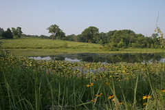 Shaw Nature Reserve Wetlands