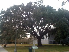  Great Southern Live Oak