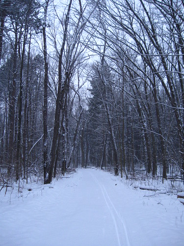 Snow-covered road into Saginaw Forest