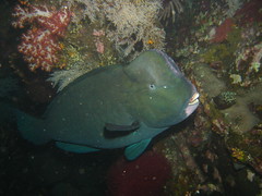 Bumphead Parrotfish at Tulamben's Liberty Wreck