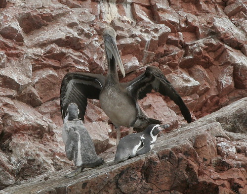 pelican with penguin friends