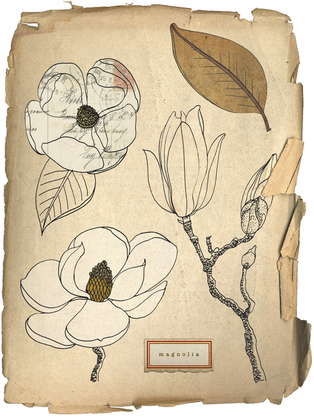 Magnolias digital collage