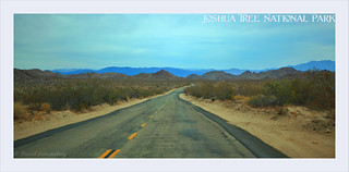 USA Joshua Tree National Park - Pinto Basin Road