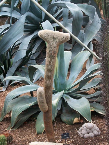 unbiquitous cactus penis