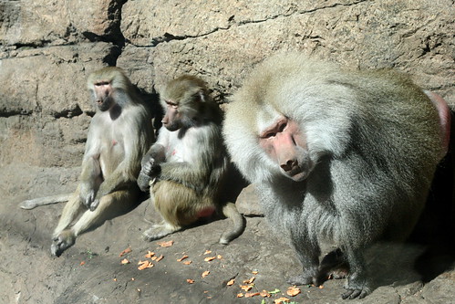 Chief Baboon and his ladies