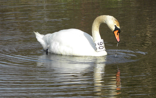 Mute Swan 06