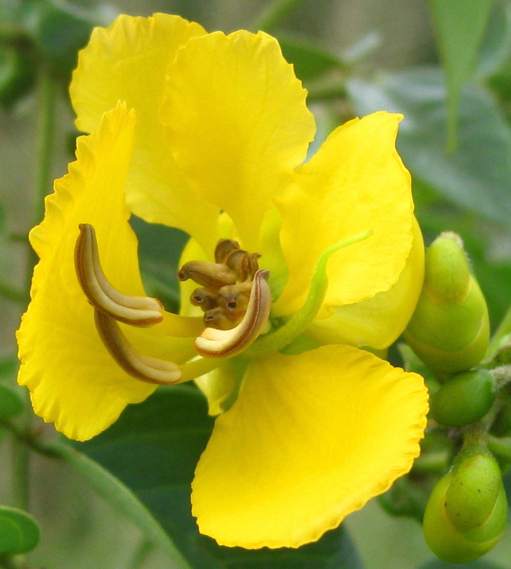 Cassia petersiana image
