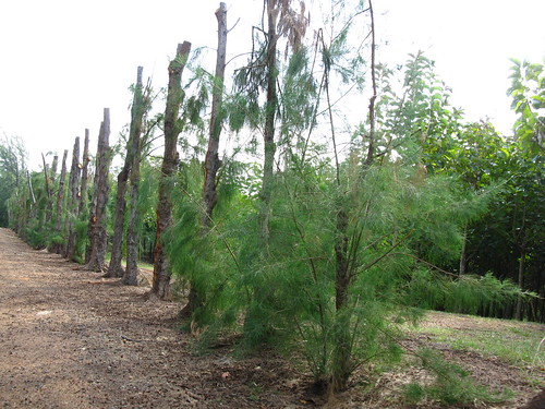 Casuarina, in the hardwood plantation
