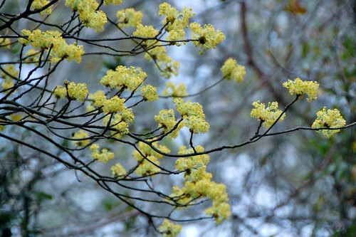 camping: trees in bloom