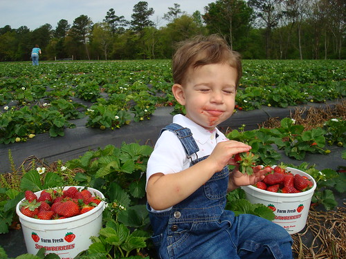 Eating Fresh Strawberries - Yum! Yum!