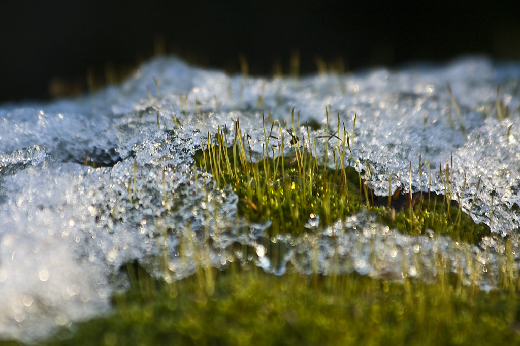 Moss and ice #1 (by storvandre)