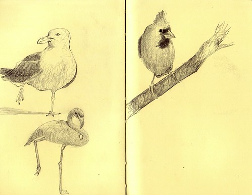 bird sketches