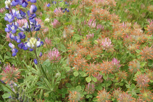 Pink Clover and Lupines