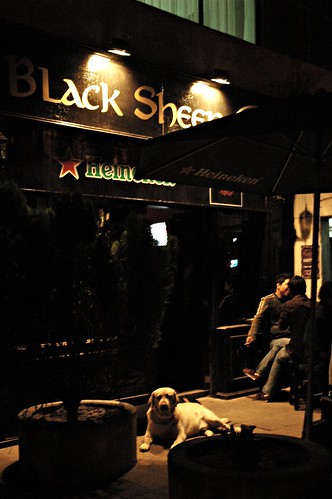 White dog, Black Sheep, bar, Heineken, Guadalajara, Jalisco, Mexico by Wonderlane
