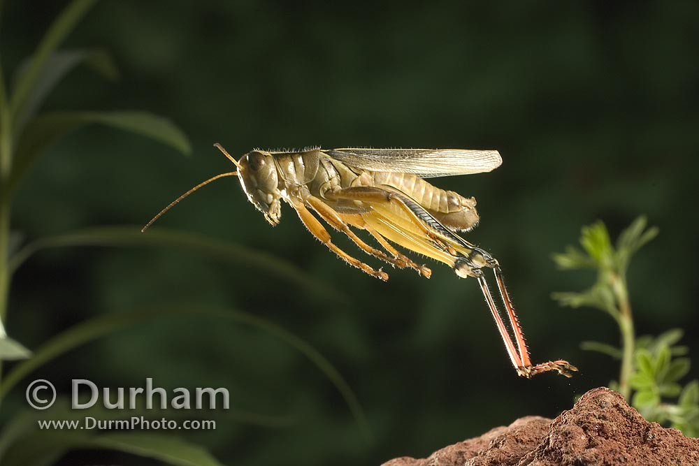 Jumping grasshopper