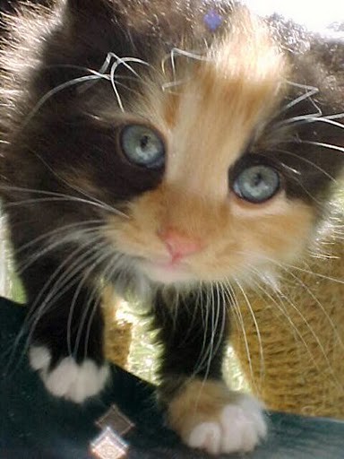 cute calico kitten