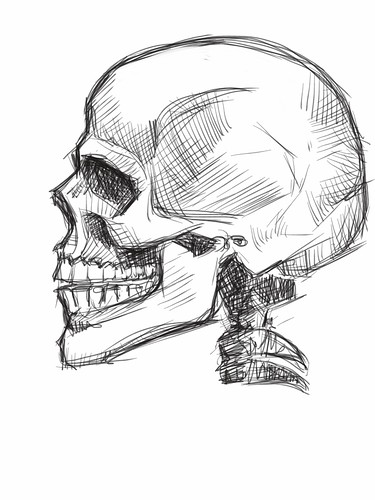 skull study with iPad - 1