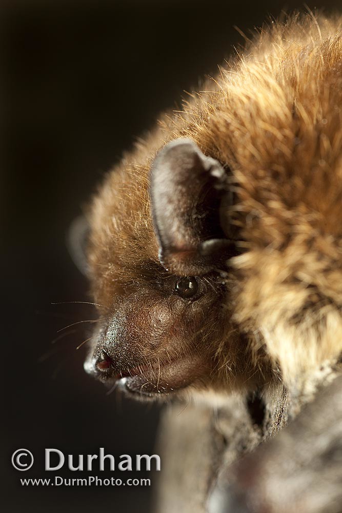 big brown bat (Eptesicus fuscus)