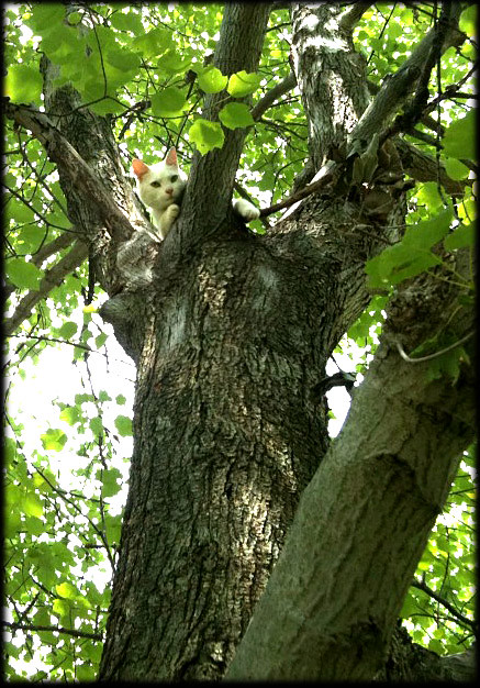 cat-in-tree2-iambossy