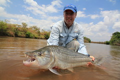 Awesome Tiger Fish