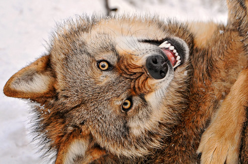  フリー画像| 動物写真| 哺乳類| イヌ科| 狼/オオカミ| 威嚇|      フリー素材| 