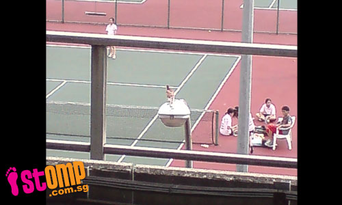  Sporty bird gets bird's eye view of YOG's tennis game