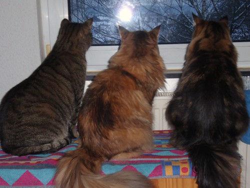 alle drei Katzen blicken aus dem Fenster