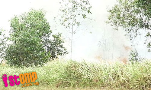 Bush fire rages at Expo area