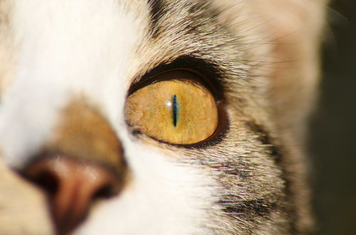 cat eyes close up. Cat Eye Close Up