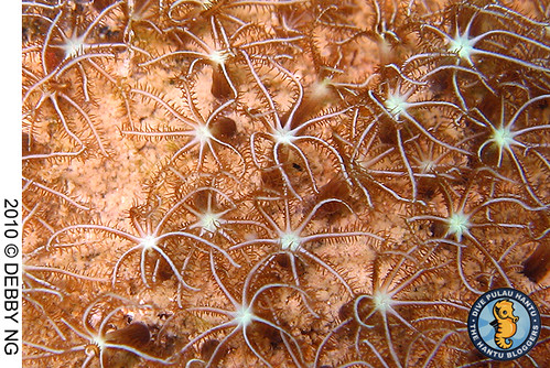 octocoral polyps