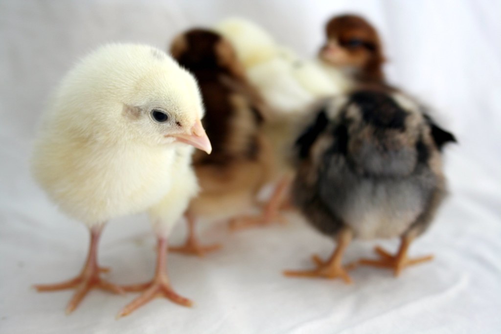 five new chicks