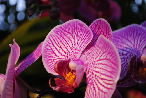 Orchid at NY Botanical Gardens