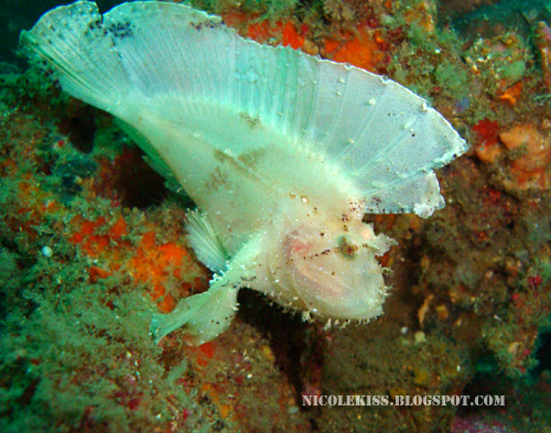 leaffish