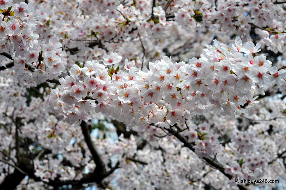 Beautiful Sakura.