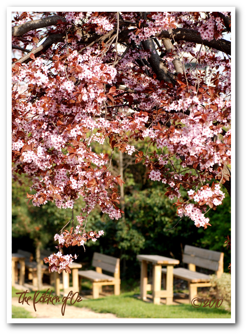 Benches with Sakura