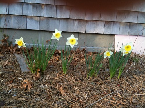 Ella's Daffodils