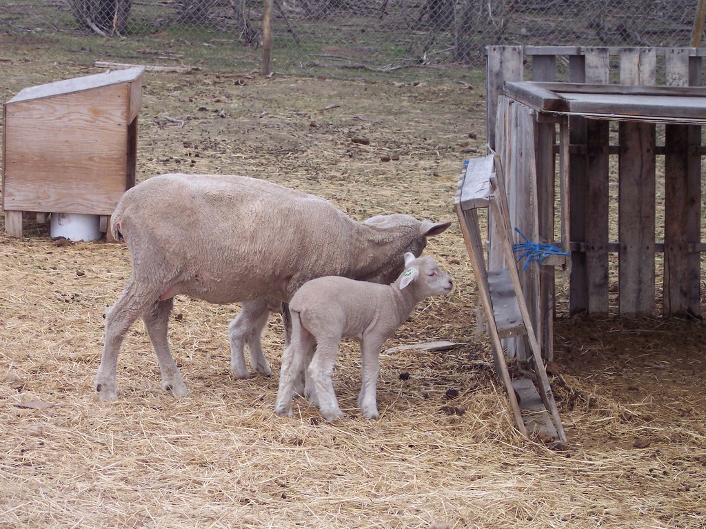 Sheep Shearing 2010