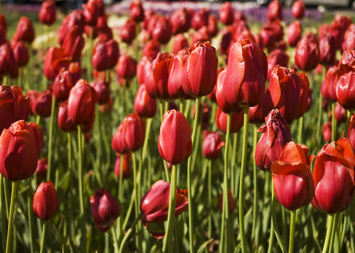 Tulip Time in Holland, MI