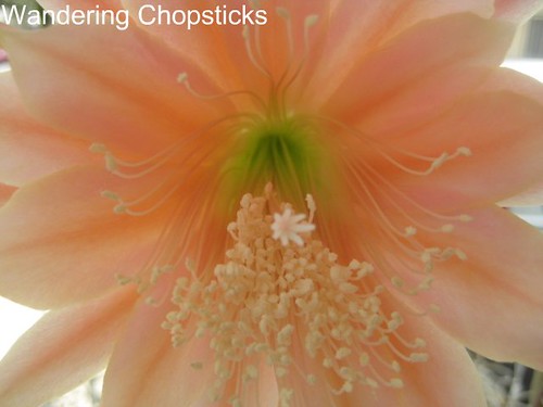 5.11 Pink Night-Blooming Cereus 12