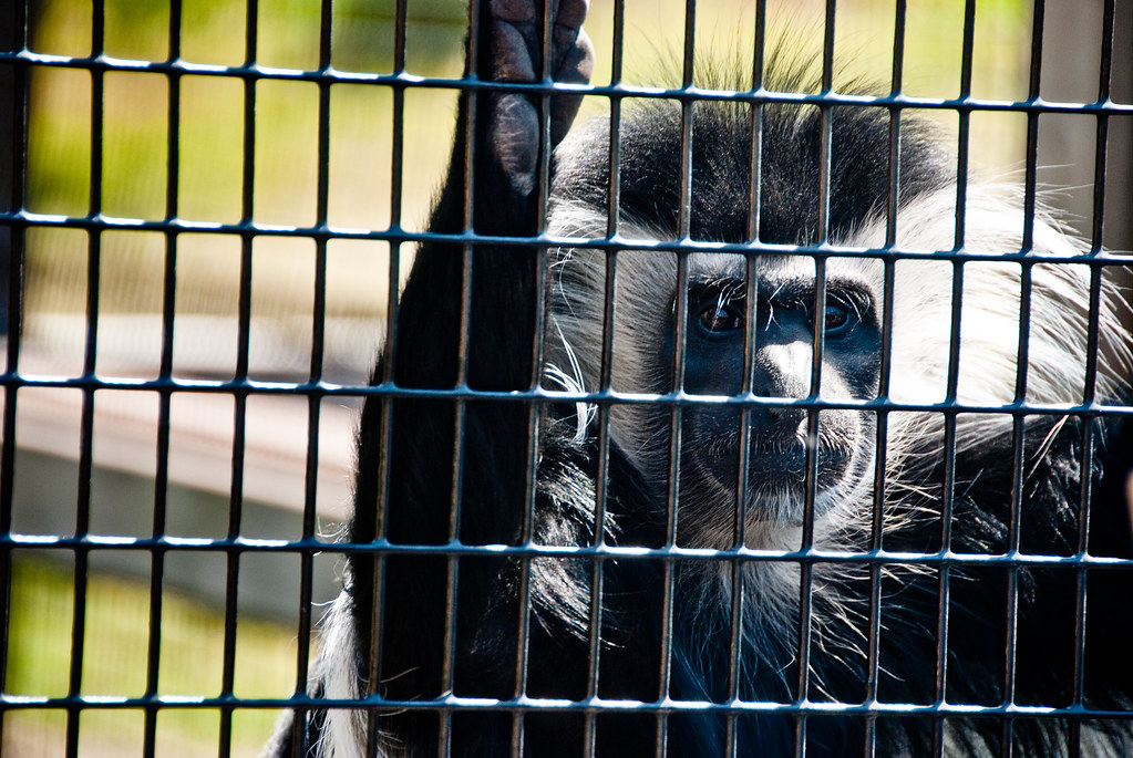 colobus at the zoo