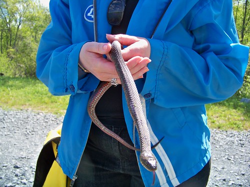 Andrea's first water snake