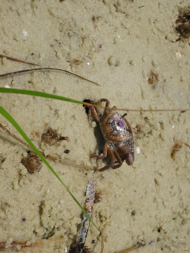 Fiddler crab in St. Joseph Bay.