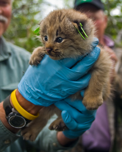 Canadian Lynx Kitten. Canada Lynx kitten