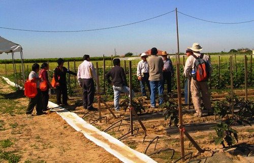 Hmong farmers participate in the Clean Air Farming Workshop at Cherta Farms owned by Txexa Lee (center, in white hat) in Del Rey, California, where air quality concerns impact human health and choice of farming practices. 