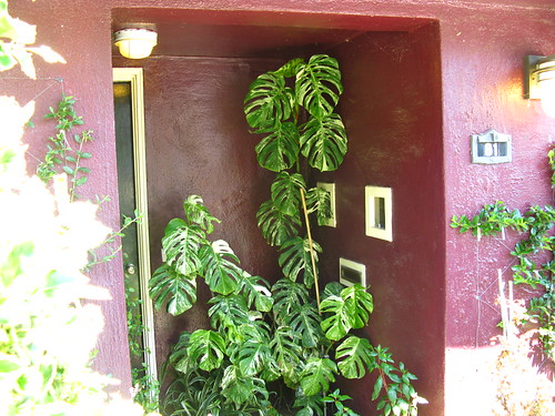 Even in SF, variegated Monstera deliciosa doesn't "just happen" next to a purple house.
